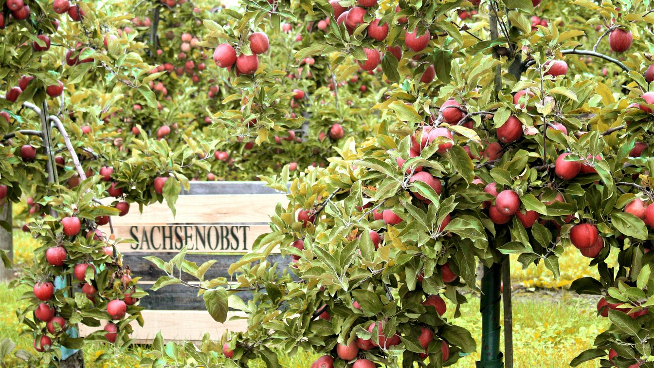 Vor der Ernte tragen die Apfelbäume im sächsischen Obstland viele Früchte.